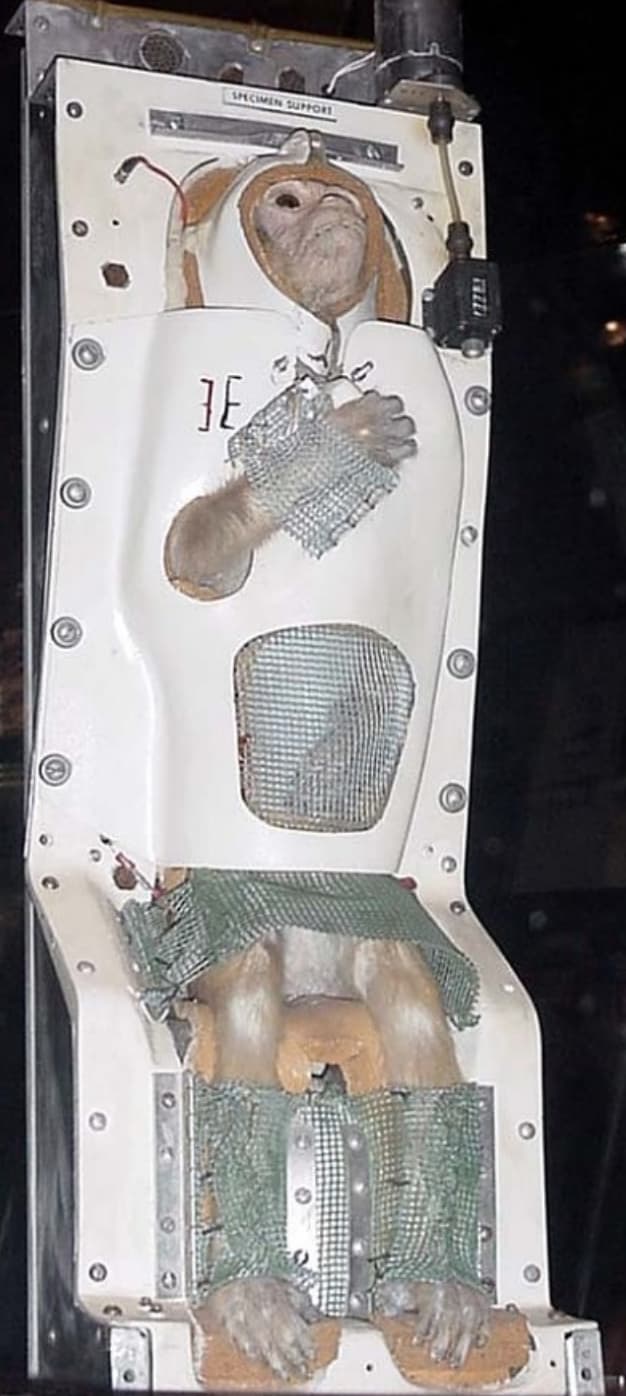 “The corpse of an astronaut monkey is preserved at Smithsonian Air and Space Museum with its hand placed over its heart.”

